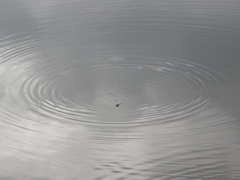 Kr�te im Teich
