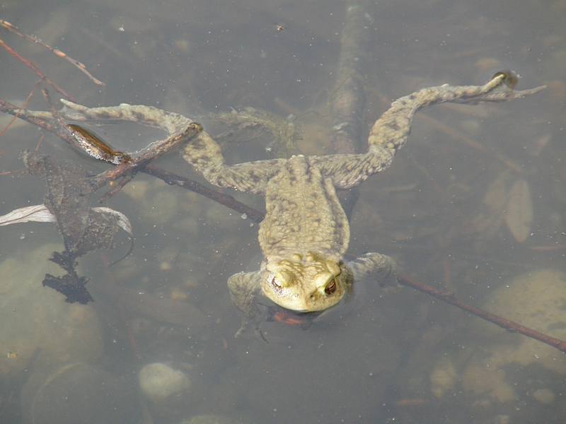 Kr�te im Wasser