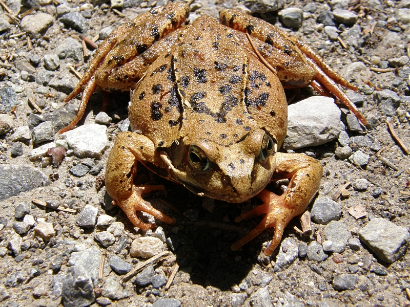 Frosch, liegend