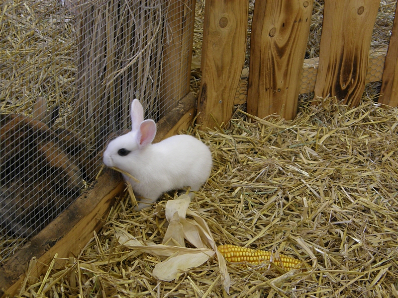 Wei�es Kaninchen