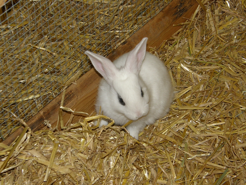 Kaninchen, wei�, auf Stroh