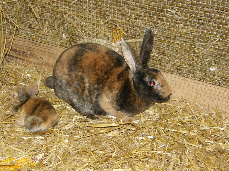 H�schen mit geflecktem Fell