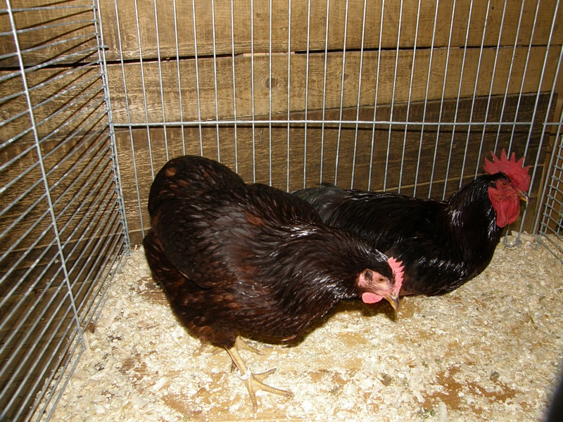 H�hnerpaar schwarz