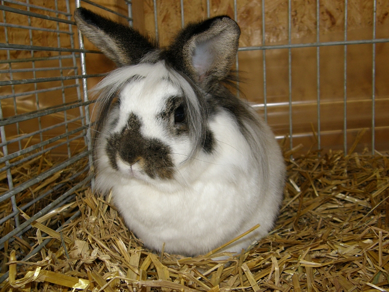 H�schen mit Wuschelkopf