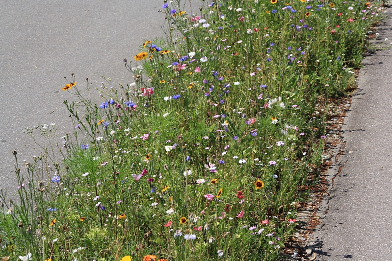 Bunte Blumen