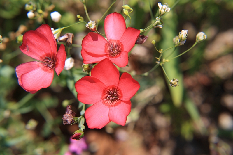 Bl�ten rot