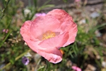 Mohnbl�te pink