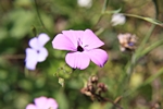 Rosafarbene Bl�ten