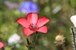 Bl�te rot