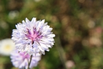 Bl�te