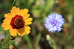 Bl�ten orange und blau
