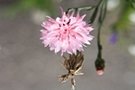 Bl�te und Samenkapsel