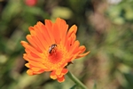 Bl�te orange mit Besucher