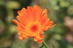 Bl�te orange