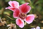 Bl�te Knallrosa