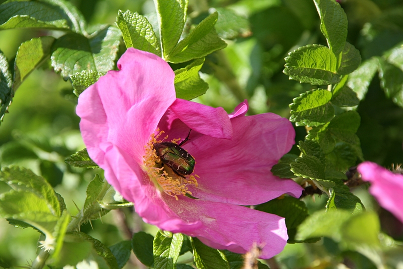 Heckenrose mit Rosenk�fer