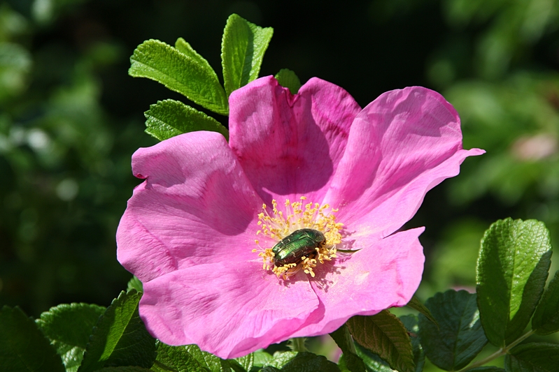 Rosenk�fer auf Bl�te