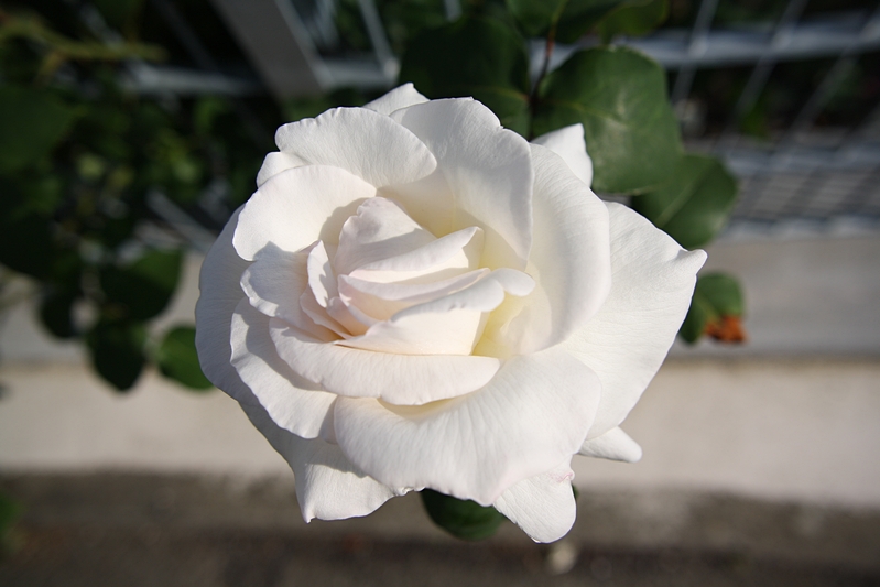Wei�e Rose
