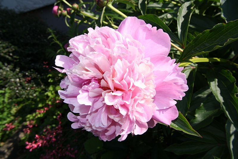 Bl�te (gef�llt, rosa)