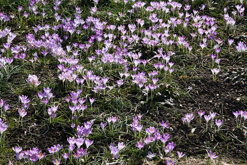 Bl�tenwiese