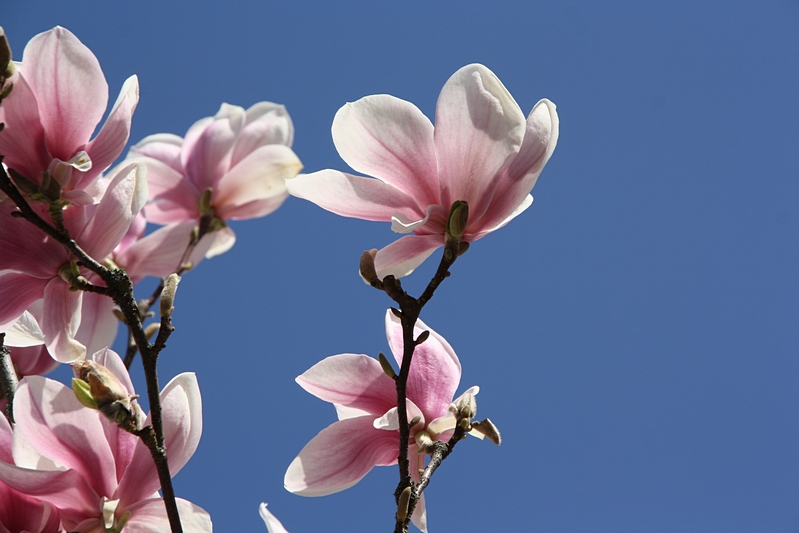 Magnolienbl�te (nah)