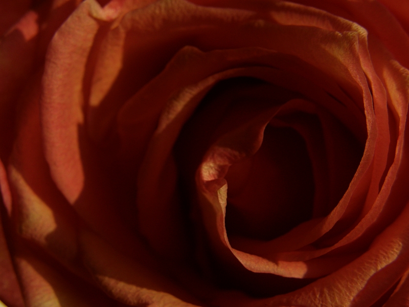 Rosenbl�te, von Nahem