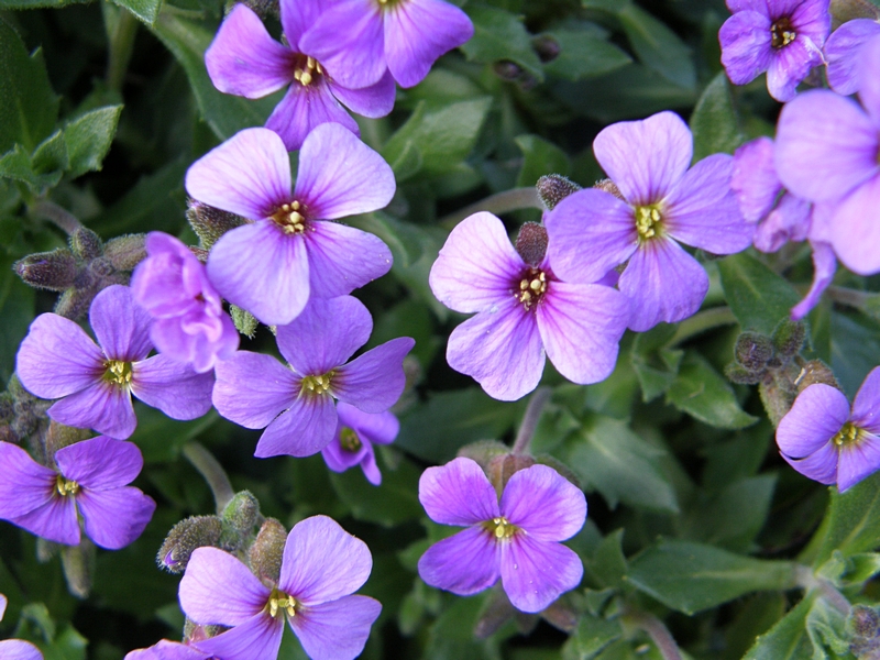 Bl�ten violett