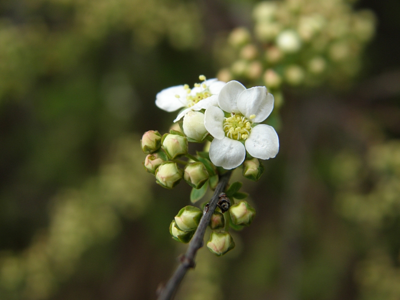 Bl�te am Ast