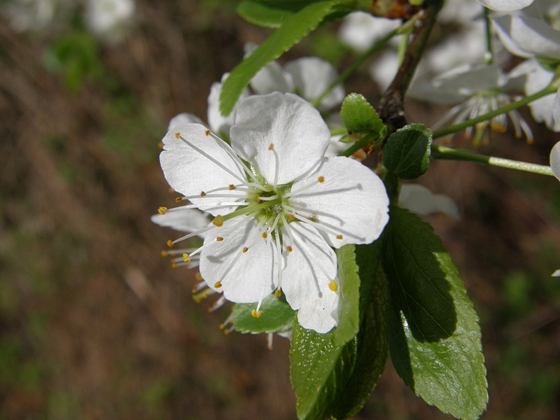 kleine Bl�te