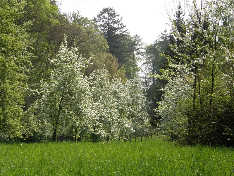 Fr�hlingsb�ume
