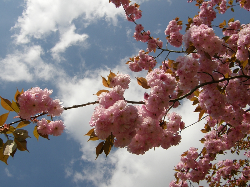 Bl�ten vor Wolken