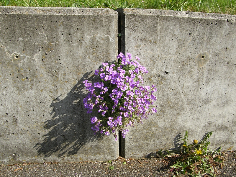Mauerbl�mchen