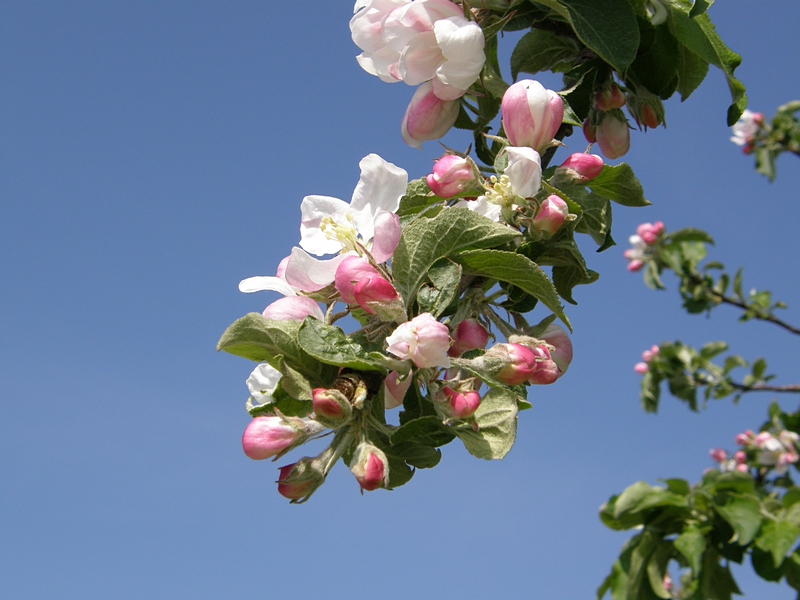 Obstbl�tenzweig