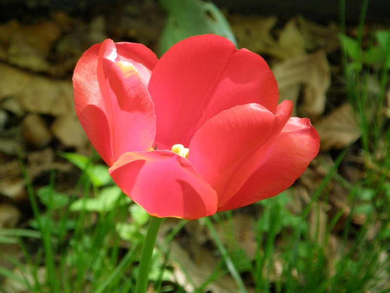Tulpe, verbl�hend