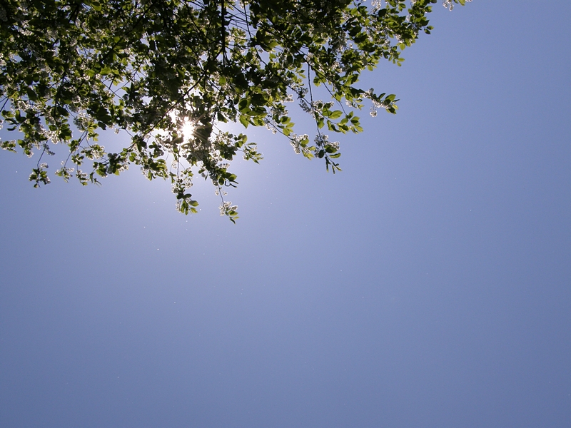 Sonne und Bl�ten