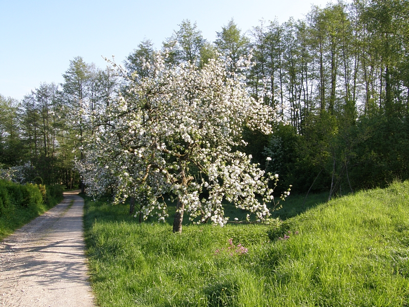 Fr�hjahr in Oberschwaben