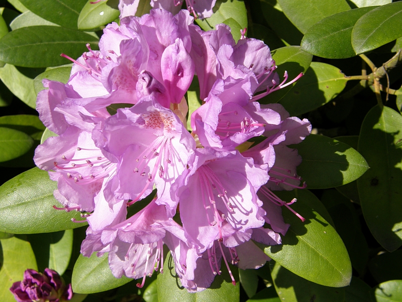 Bl�tenstand violett
