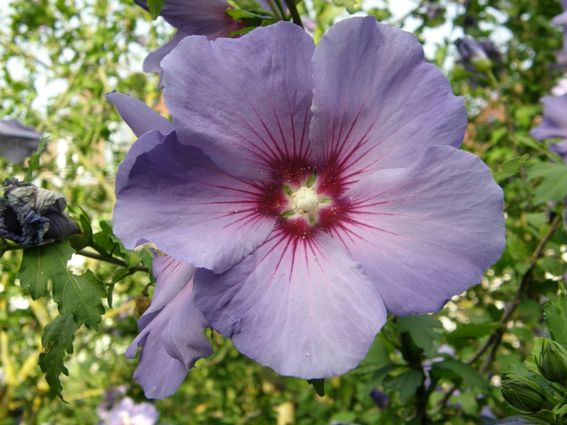 Bl�te blassblau