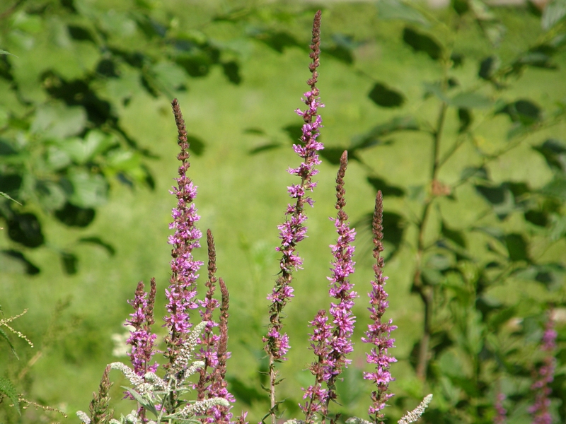 Bl�tendolden, violett