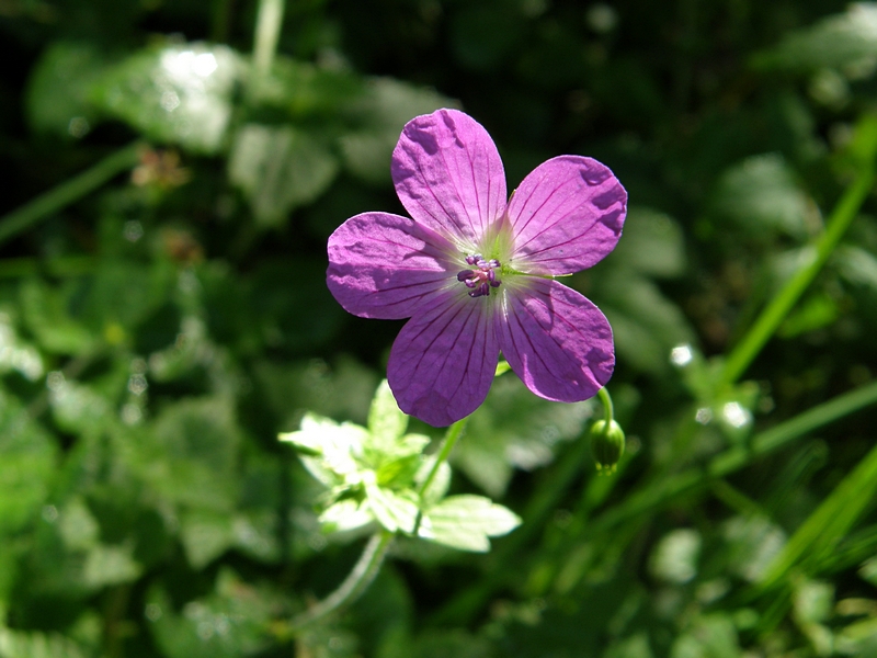 Bl�te violett (