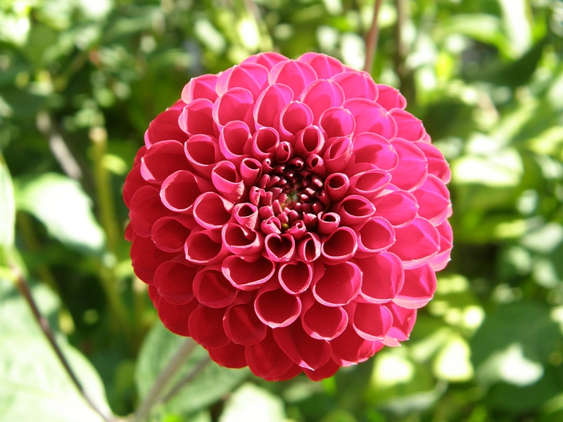 Bl�te, rosa