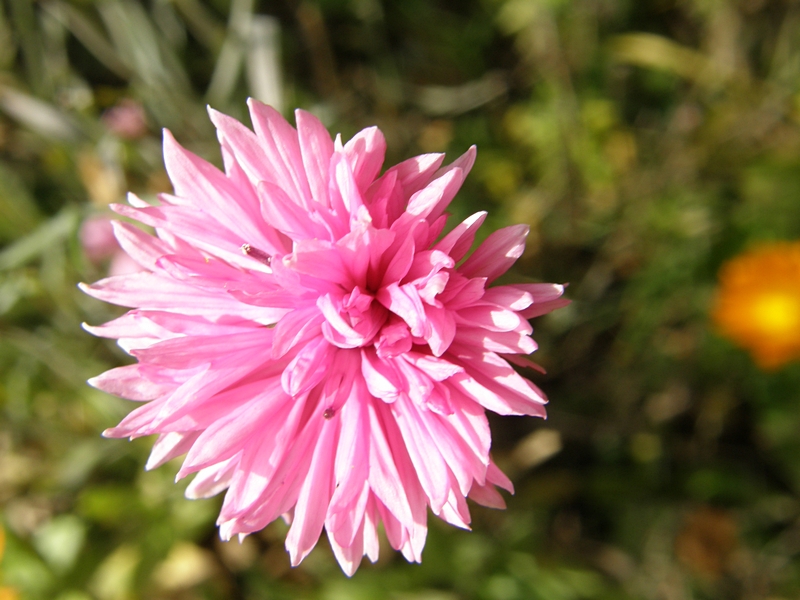 Bl�te, pink