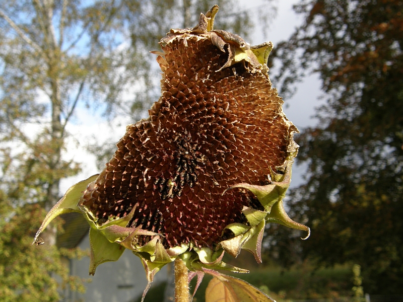 Sonnenblume, verbl�ht m. Fra�-Spuren