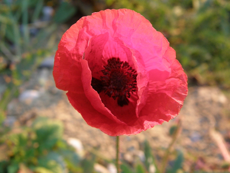 Klatschmohn ge�ffnet