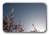 Bl�ten im Wind