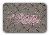 Bl�ten am Boden
