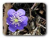 Bl�te, von Nahem