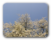 Bl�hende B�ume 