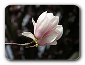 Magnolienbl�te