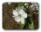 kleine Bl�te
